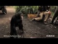 African Regime Gives Monkey AK47 HQ]_1