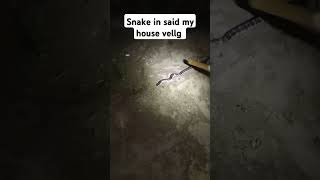 Snake In Said My House Vellg
