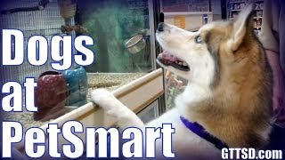 how much does a puppy cost at petsmart how much do huskies shed furminator siberian husky заливка свяжка how much does a puppy cost at petsmart how much do huskies shed furminator siberian husky заливка свяжка