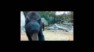 Black Bear Mating Season