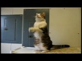 GONE VIRAL: The 'Kooky Kitty' Kompilation 101