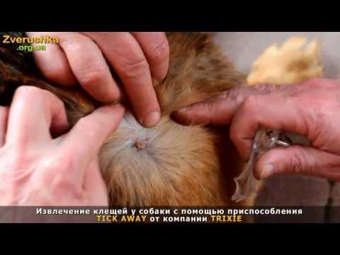 Клещи как в домашних условиях обработать Клещи как в домашних условиях обработать