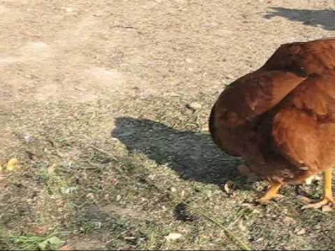 Rhode Island Red Chickens