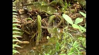 Repórter Eco 30:09:2012 Washington Novaes fala sobre o Aquífero Guarani