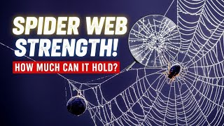 Spider Web Strength How Much Can It Hold?