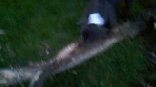 Two Blue Staffs Biting A Tree