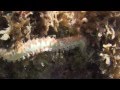 Gusano de Fuego (Hermodice carunculata) Fire Worm
