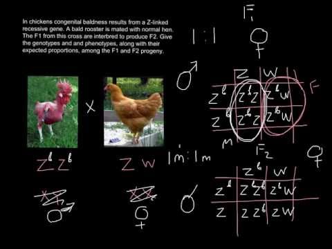 sex determination system in birds sex determination system in birds