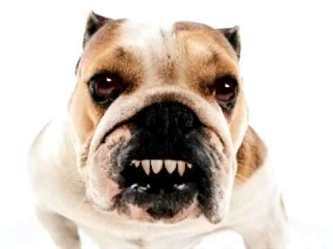 cysts on dogs. jessica alba wallpaper_06. cysts on dogs.