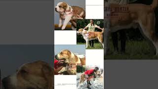 Jackal Hunter Kennel Dragon And His Journey Shown Through This Small Vdo