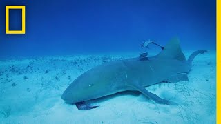 Can Sharks Detect Magnetic Fields? | Sharkcano