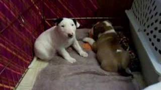 Bull Terrier Puppies - 6 Weeks Old