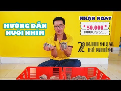 Khuyến mãi Nhím Kiểng hấp dẫn tại PetXinh.net