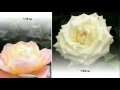 x Pict Story HD