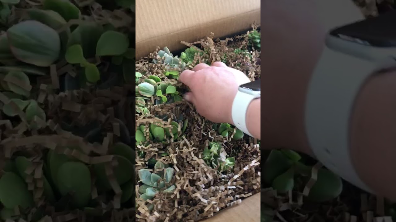 Hollybug Hobby Farm - Unboxing