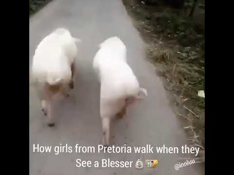 funny animals in africa