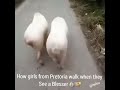 funny animals in africa