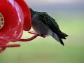 Bev's - Humming Bird 2