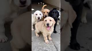 Cute Puppies
