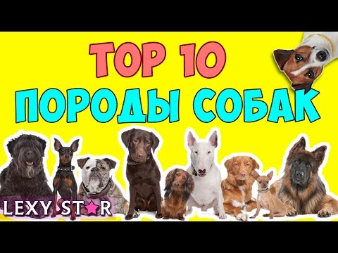 ТОП 10 САМЫХ ПОПУЛЯРНЫХ ПОРОД СОБАК | Хаски или Шпиц? Лабрадор или Йорк? ТОП 10 САМЫХ ПОПУЛЯРНЫХ ПОРОД СОБАК | Хаски или Шпиц? Лабрадор или Йорк?