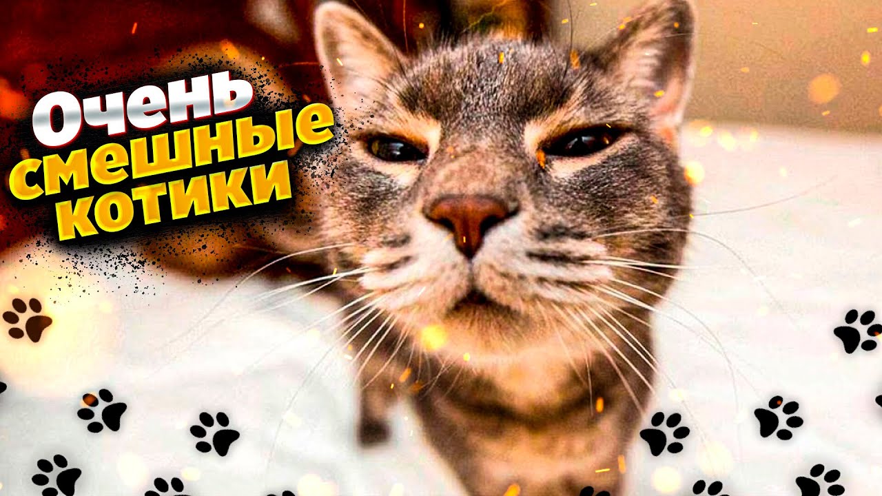 Смешной кот