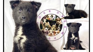 Come Meet Pomsky Mix Puppy Sweetie