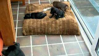 Patterdale Terriër Puppies