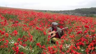 Watch Teardrop Explodes Poppies in The Field video