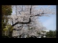 伊勢山皇大神宮の桜