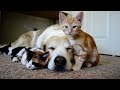 Cuteness