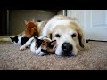 Cuteness