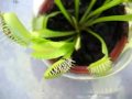 venus fly trap eating bee and bugs