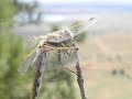 MOUNTAIN DRAGONFLY - amazing close-ups