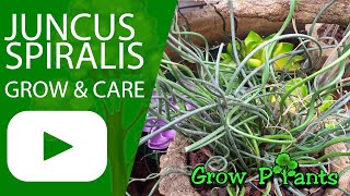 Juncus Spiralis - Grow & Care Corkscrew Rush