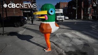 Why This 6-Foot-Tall Duck Is Wandering Montreals Streets