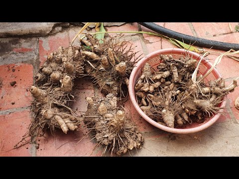 Thần dược Nghệ Trắng công dụng và cách điều trị bệnh đau bao tử