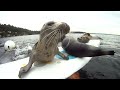 seal