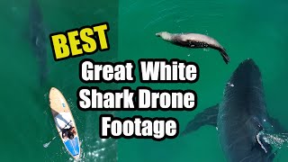 Best Great White Shark Footage Of 2024
