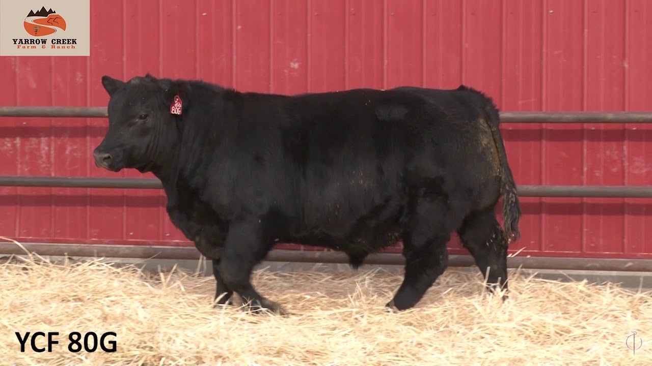 Yarrow Creek 2020 Bull sale videos
