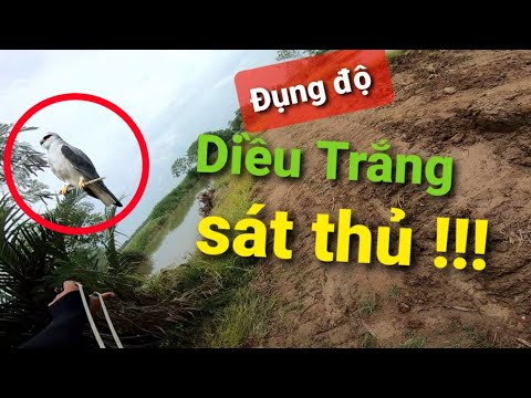 Đi săn bằng ná cao su |Đụng độ sát thủ bầu trời |Hunting with rubber slings |Niềm Vui Xứ Dừa