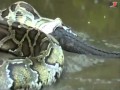 Anaconda Gigante Come um Gigante Crocodilo Engolido Pela Grande Cobra Serpente Engole Crocodilo.wmv