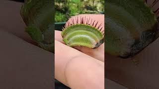 Inside The Stomach Of A Carnivorous Plant