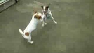 Jack Russell Kiki Rookie