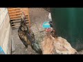 Asil (chicken)