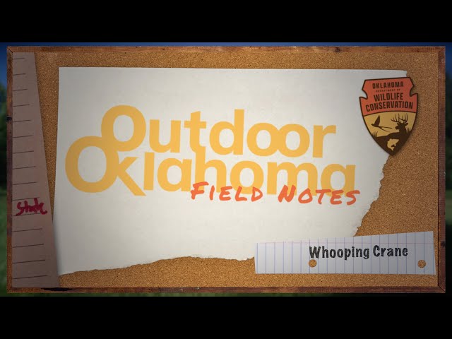 Watch Field Notes: *Whooping Crane* on YouTube.
