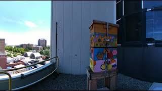 Virtual Tour: Beehives on the Farm
