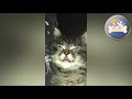 Funny CATS Videos Compilation #7