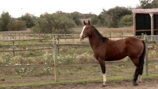 Mia Lykke Nielsen tames young, wild stallion. When Horse Choose. Mia Lykke Nielsen