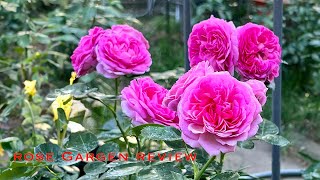Roses in my garden. Rose garden tour. Healthy roses in pots. Mass of blooms. Bea