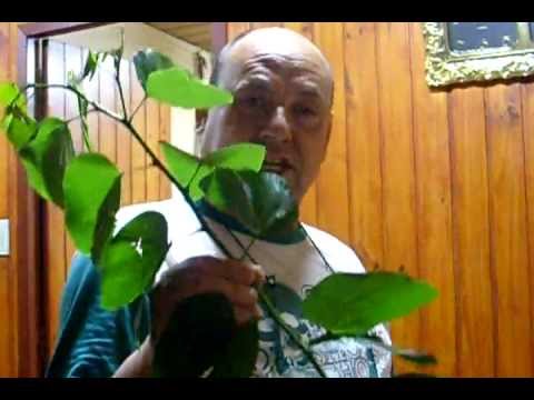 Pata de Vaca - Insulina natural - YouTube Pata de Vaca - Insulina natural - YouTube